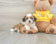 7 week old Shih Tzu Puppy For Sale - Seaside Pups