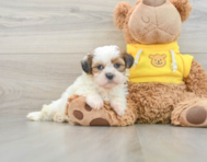 7 week old Shih Tzu Puppy For Sale - Seaside Pups