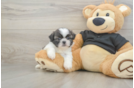 Best Shih Tzu Baby