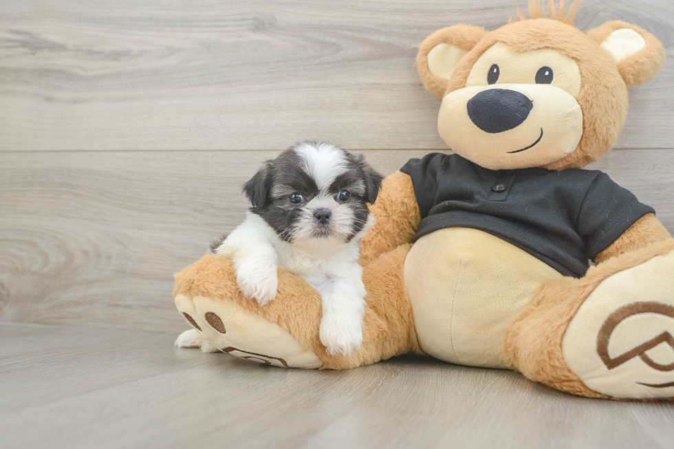 Best Shih Tzu Baby