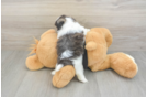 Popular Shih Tzu Baby