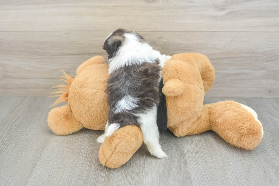 Popular Shih Tzu Baby
