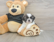 5 week old Shih Tzu Puppy For Sale - Seaside Pups