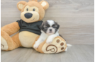 Shih Tzu Pup Being Cute
