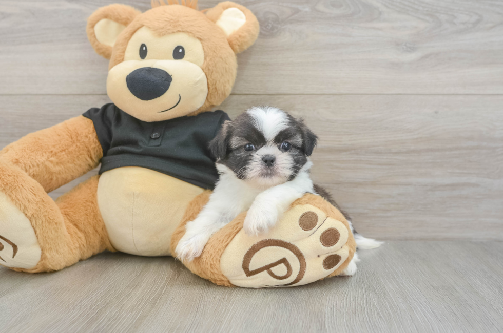 5 week old Shih Tzu Puppy For Sale - Seaside Pups