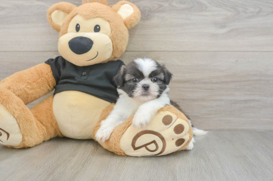 Shih Tzu Pup Being Cute