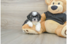 Shih Tzu Puppy for Adoption