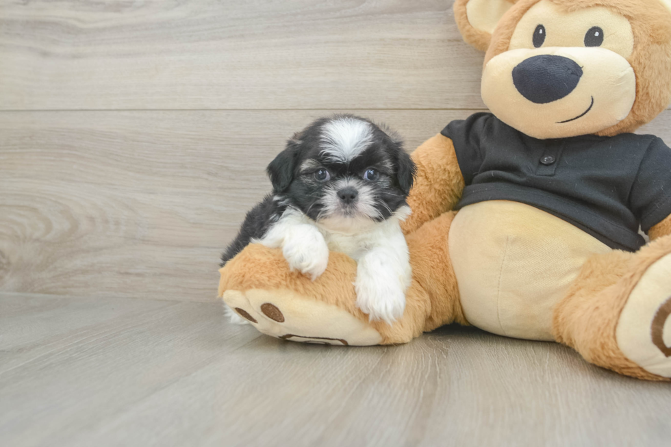 Shih Tzu Puppy for Adoption