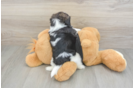 Shih Tzu Pup Being Cute