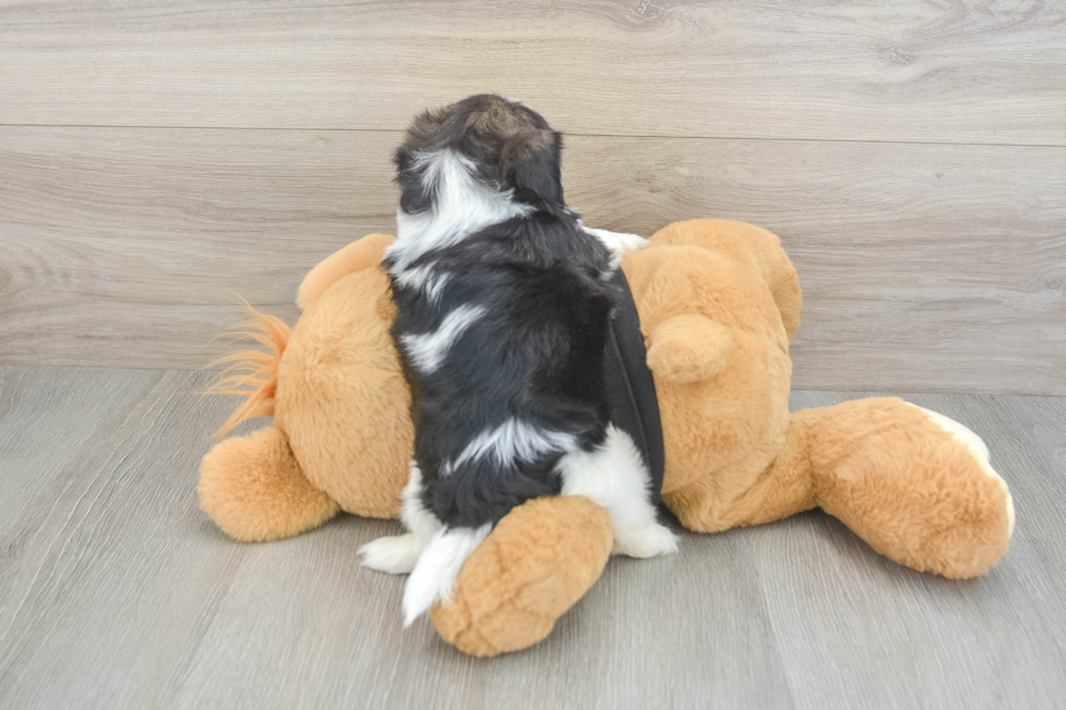 Shih Tzu Pup Being Cute