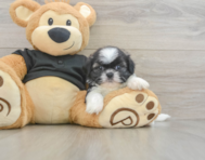 5 week old Shih Tzu Puppy For Sale - Seaside Pups