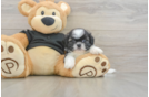 Shih Tzu Puppy for Adoption