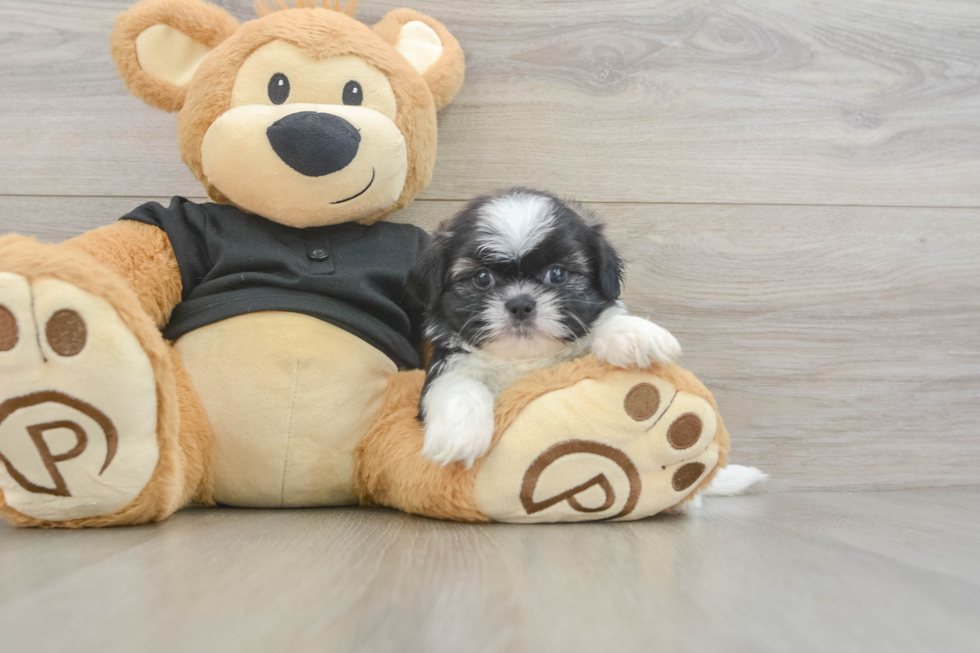 Shih Tzu Puppy for Adoption