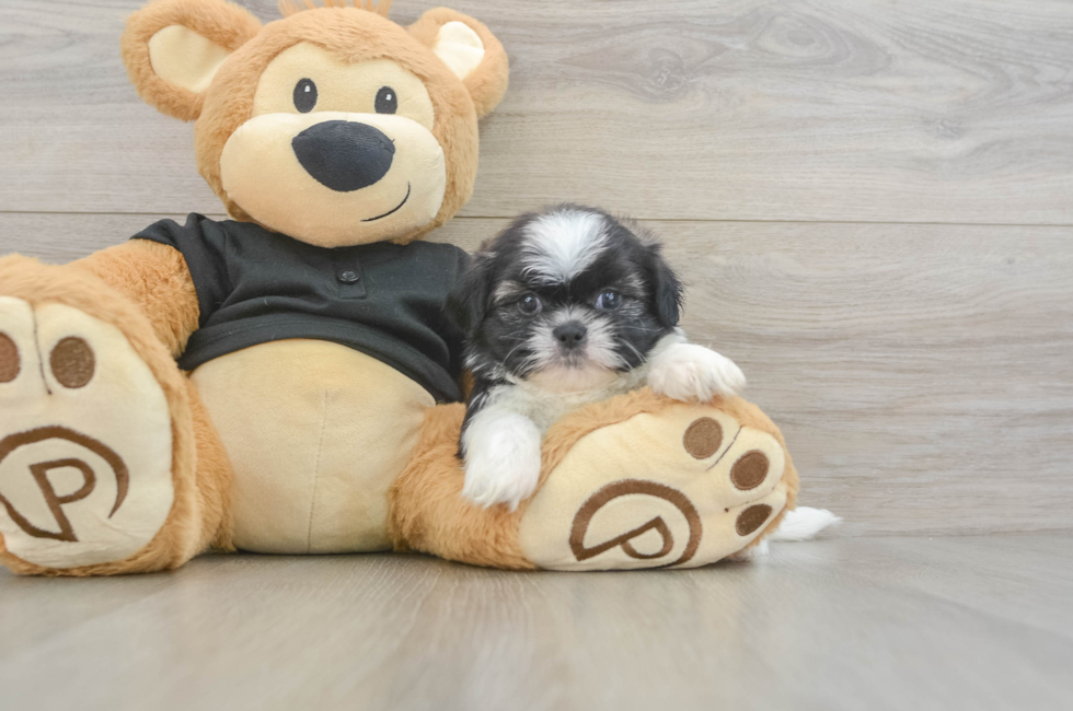 5 week old Shih Tzu Puppy For Sale - Seaside Pups