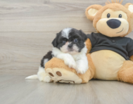 5 week old Shih Tzu Puppy For Sale - Seaside Pups