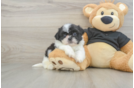 Akc Registered Shih Tzu Baby