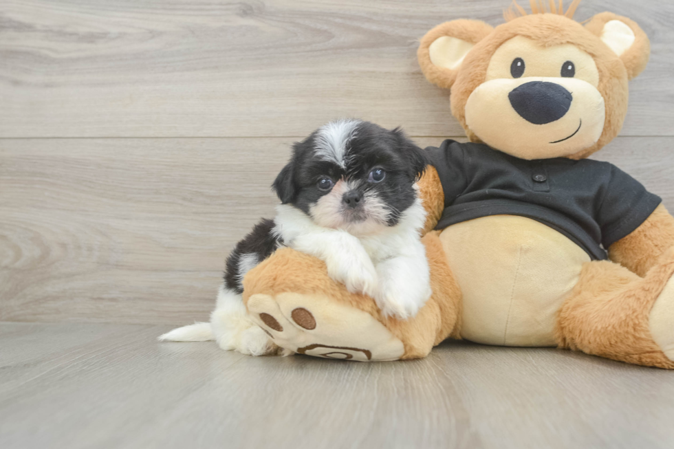 Akc Registered Shih Tzu Baby