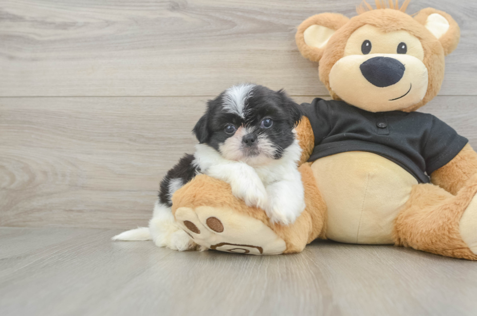 5 week old Shih Tzu Puppy For Sale - Seaside Pups