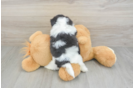 Shih Tzu Puppy for Adoption