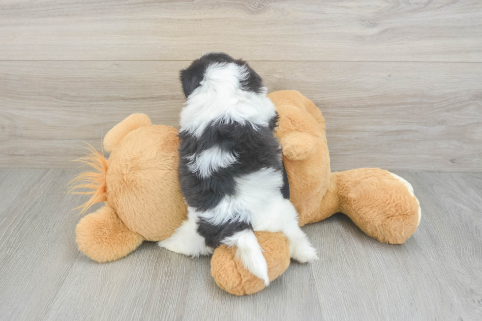 Shih Tzu Puppy for Adoption