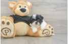 Shih Tzu Puppy for Adoption