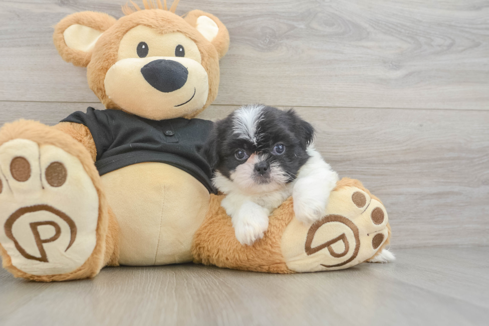 Shih Tzu Puppy for Adoption