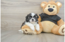 Shih Tzu Puppy for Adoption