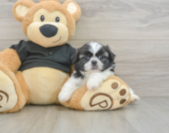 5 week old Shih Tzu Puppy For Sale - Seaside Pups