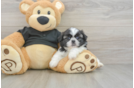 Petite Shitzu Purebred Puppy