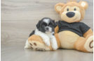 Adorable Shitzu Purebred Puppy