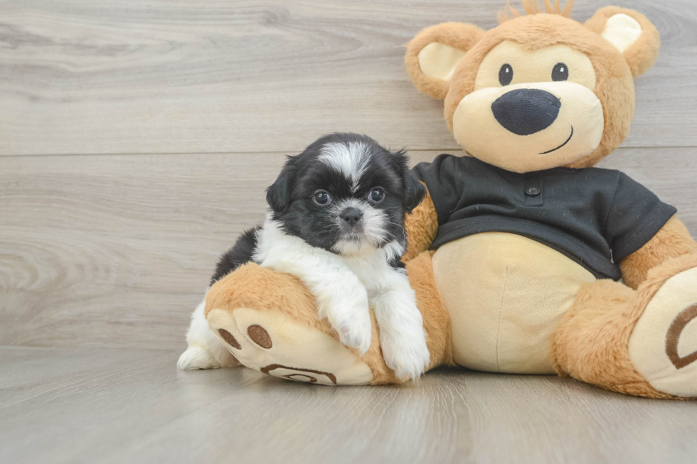 Adorable Shitzu Purebred Puppy