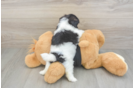 Shih Tzu Pup Being Cute