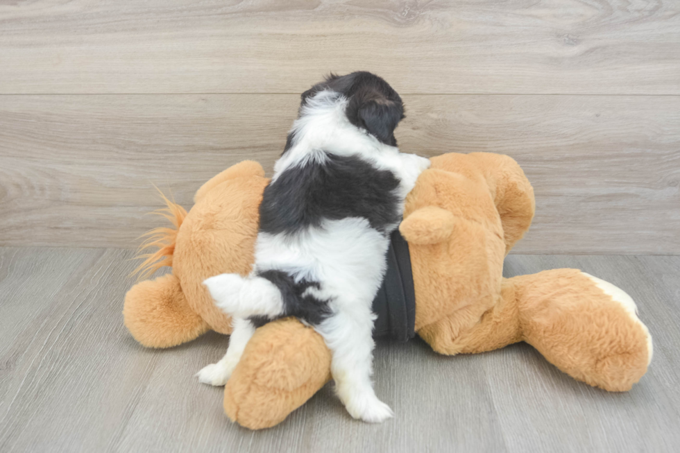 Shih Tzu Pup Being Cute