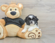 5 week old Shih Tzu Puppy For Sale - Seaside Pups