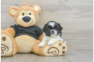 Shih Tzu Pup Being Cute