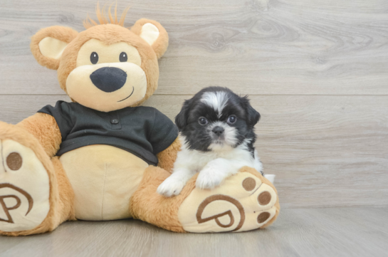 Shih Tzu Pup Being Cute