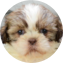 Shih Tzu Puppy For Sale - Seaside Pups Shih Tzu Puppy For Sale - Seaside Pups