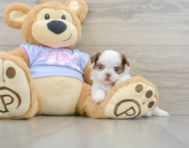 5 week old Shih Tzu Puppy For Sale - Seaside Pups