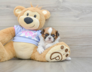 5 week old Shih Tzu Puppy For Sale - Seaside Pups