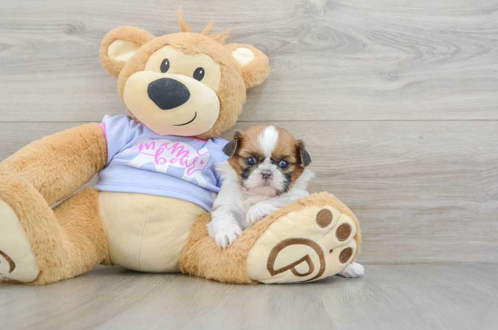 5 week old Shih Tzu Puppy For Sale - Seaside Pups