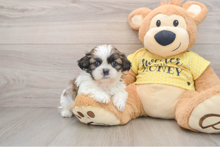 Shih Tzu Pup Being Cute