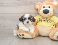 5 week old Shih Tzu Puppy For Sale - Seaside Pups
