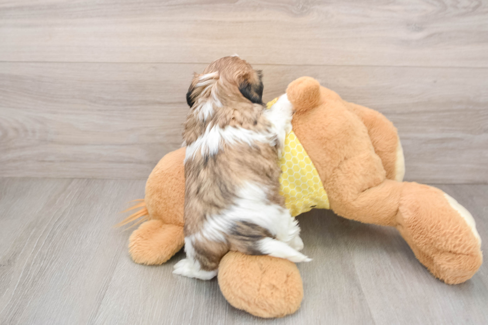 Hypoallergenic Shih Tzu Baby