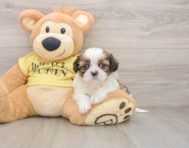 9 week old Shih Tzu Puppy For Sale - Seaside Pups