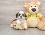 5 week old Shih Tzu Puppy For Sale - Seaside Pups