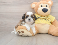 5 week old Shih Tzu Puppy For Sale - Seaside Pups