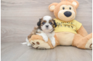 Best Shih Tzu Baby