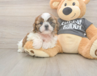 6 week old Shih Tzu Puppy For Sale - Seaside Pups