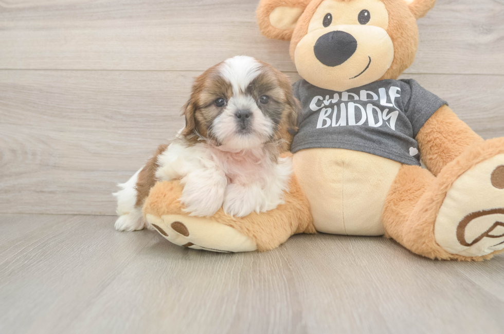 6 week old Shih Tzu Puppy For Sale - Seaside Pups