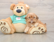 5 week old Shih Tzu Puppy For Sale - Seaside Pups